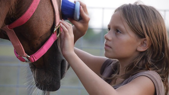 女孩正在刷她的马。视频素材