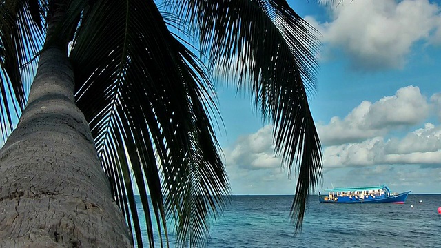 印度洋上的一棵棕榈树视频素材