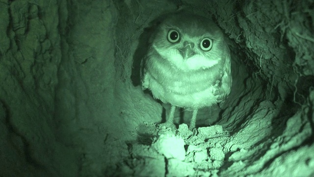 洞穴猫头鹰在洞穴视频下载