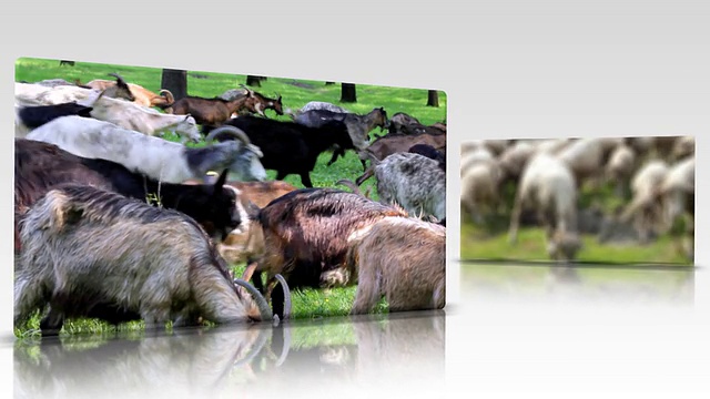 农场动物拼贴视频素材