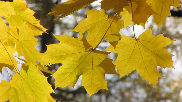 秋天的树叶。视频下载