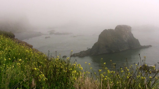 布满岩石的海岸，雾气弥漫，鲜花盛开视频下载