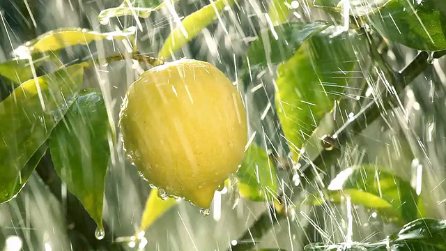 雨水落在柠檬水果上视频素材