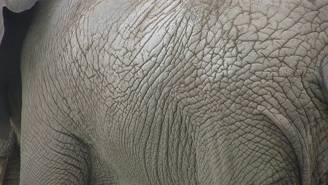 大象的皮肤。两个镜头。视频下载