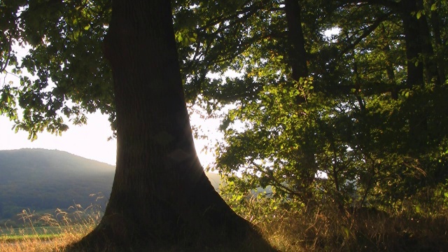 橡树上的日落(延时拍摄)视频素材