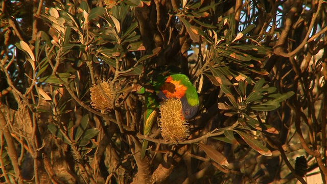 栖息在本地班克斯树上的澳大利亚彩虹鹦鹉视频下载