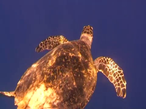 蓝水里的海龟视频下载