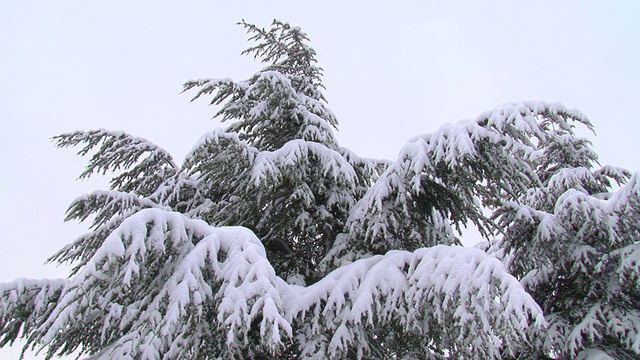 雪下的树视频下载