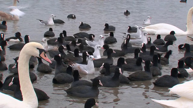 冬季海岸上的鸟群视频下载