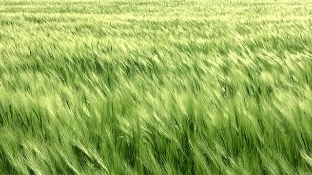 海小麦02视频素材