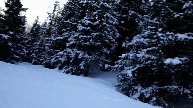 在积雪的树林里滑雪下山- HD1080P视频素材