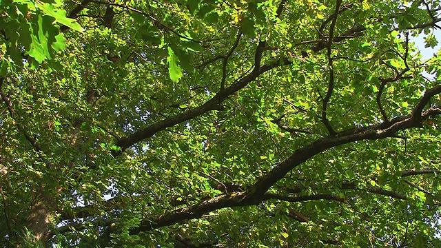 橡树在春天长叶子视频素材