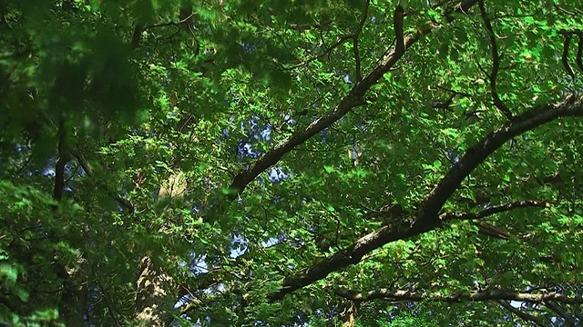 橡树上的日落(延时)视频素材