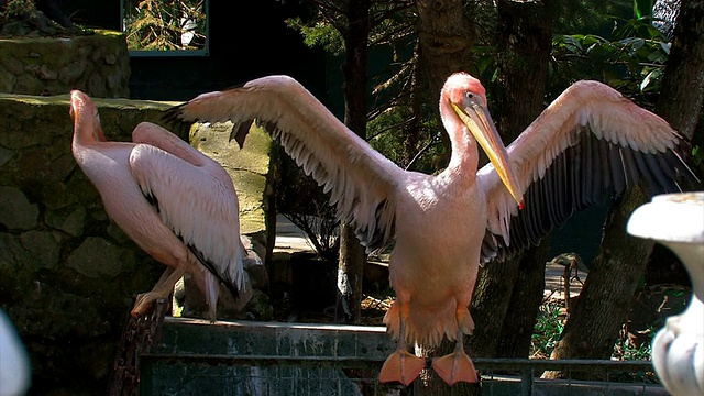 在市立动物园里挥舞翅膀的粉红鹈鹕。视频下载