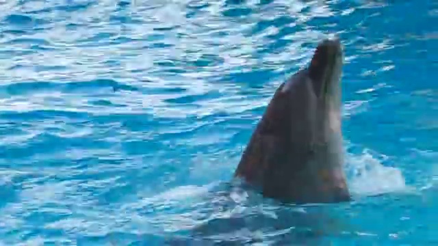 高清海豚在蓝色的水中移动，特写视频素材