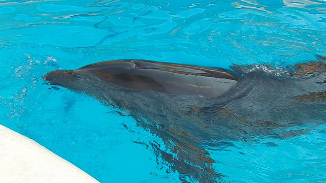 高清海豚潜水在蓝色的水，特写视频素材
