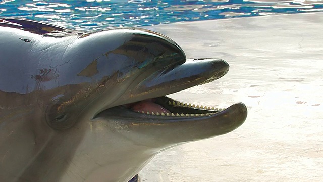 高清微笑的海豚，特写视频素材