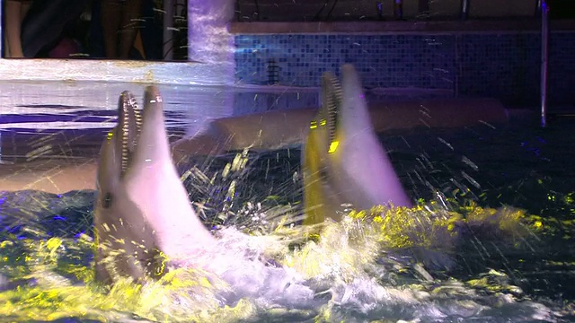 两个跳舞的海豚在夜晚的海豚表演，特写视频素材