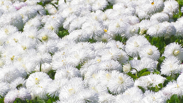 白色的花朵。视频下载