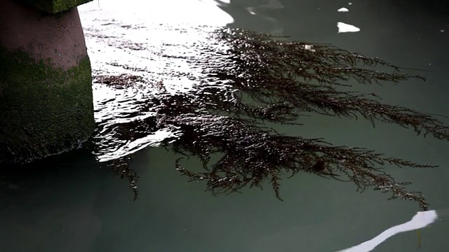 海藻在水中视频下载