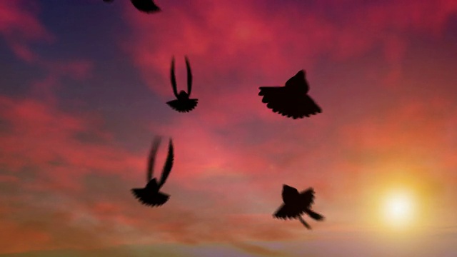 鸽子在黄昏时拍打和俯冲视频素材
