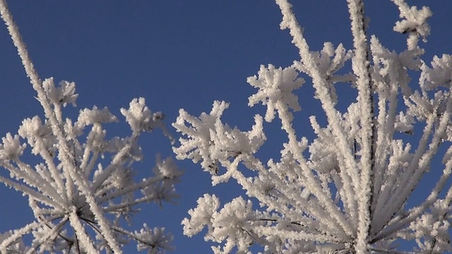 美丽的冬季白霜霜在植物上视频下载