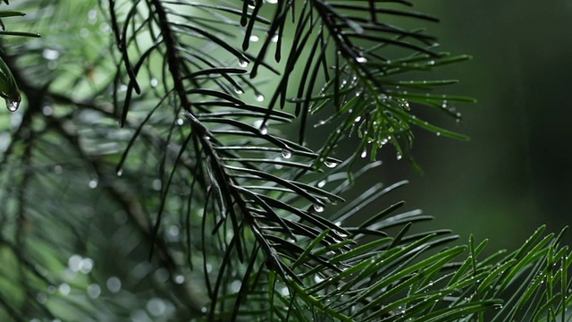 雨中的松树视频下载