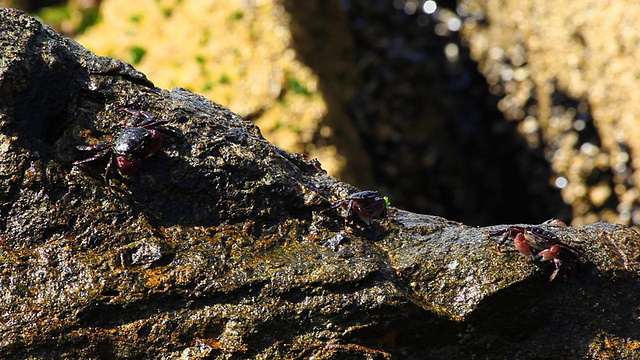 螃蟹在岩石上视频下载