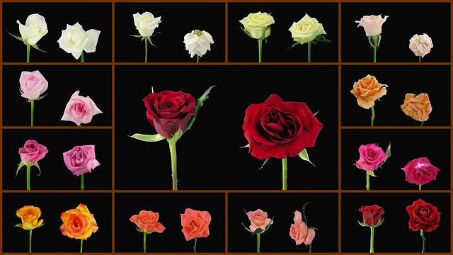 蒙太奇开放和濒死的彩色玫瑰墙阿尔法哑光视频素材
