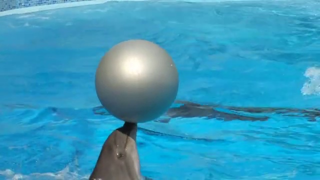 高清表演海豚玩银球，特写视频素材