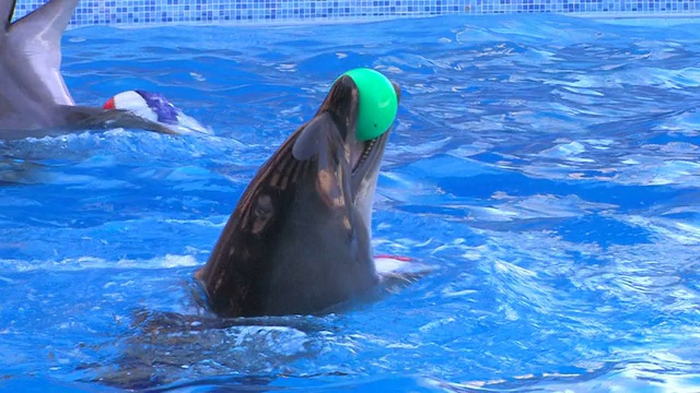 两只海豚在蓝色的水中移动视频素材