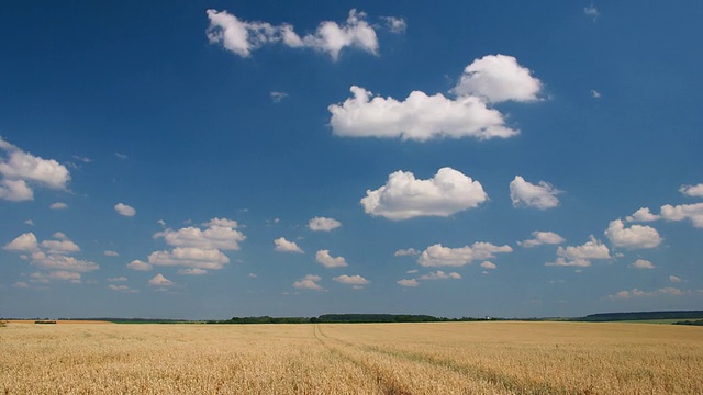 白云在蔚蓝的天空上飞过黄色的燕麦田视频素材