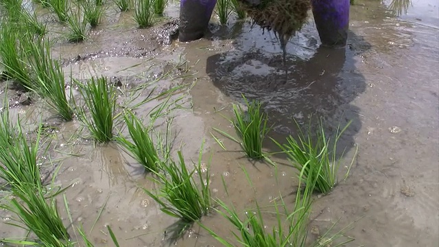 泰国清莱种植水稻视频下载