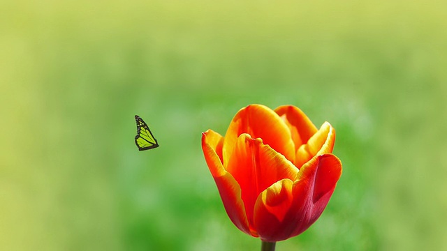 蝴蝶郁金香花园美丽视频素材