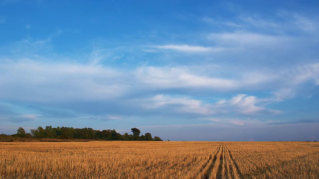 乡村傍晚的景观云在蓝色的天空在黄色的田野视频素材