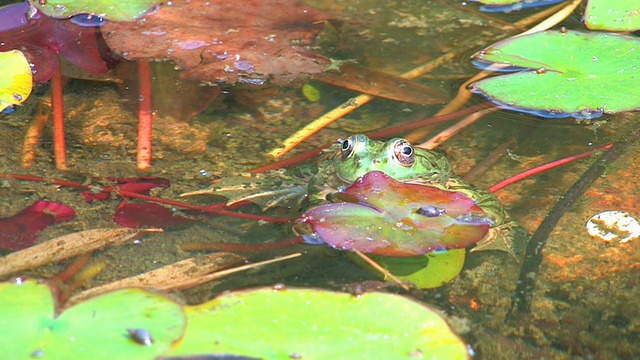 一只被漂浮的树叶包围的小青蛙视频素材