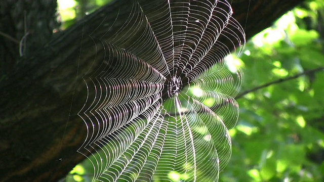 蜘蛛网。视频素材