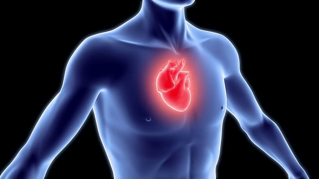 人体与心脏视频下载