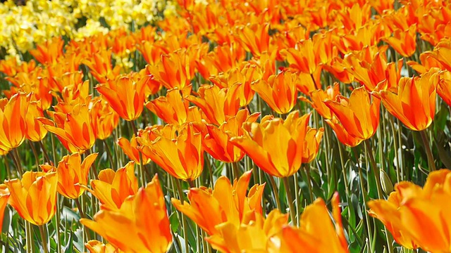 美丽的花园，橙色的花视频素材