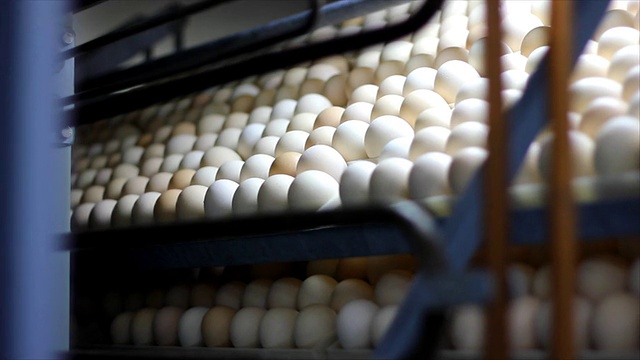 鸡蛋放在孵化器里视频素材