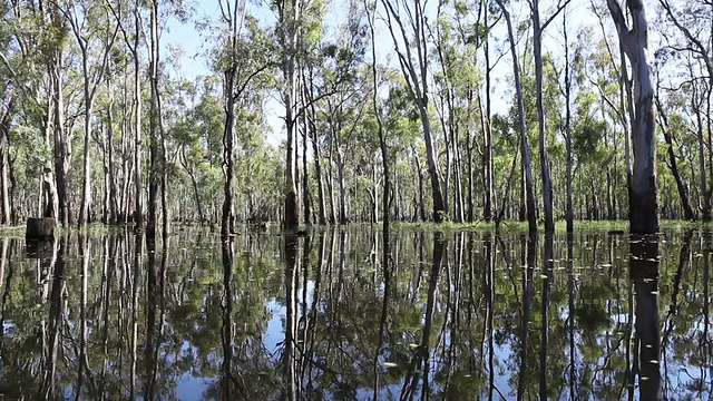 河岸树木桉树默里河澳大利亚HD视频素材