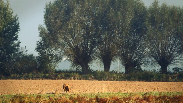 牧场上的牛，乡村的风景。视频素材