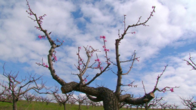 桃树在春天开花视频下载