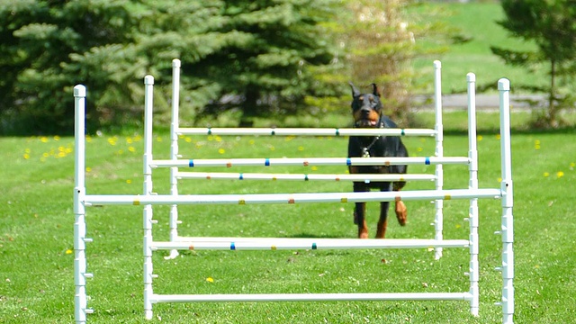 优雅的杜宾犬跳跃敏捷跨栏慢动作视频下载