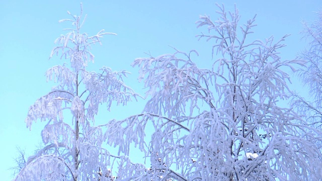 树，雪和蓝天视频下载