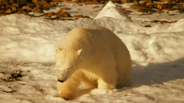 苔原上有北极熊视频下载