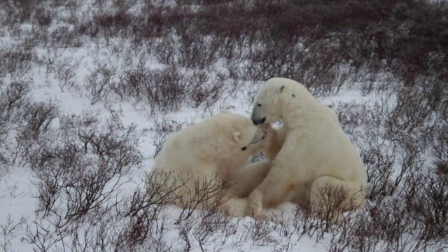 北极熊拳击-慢动作视频素材