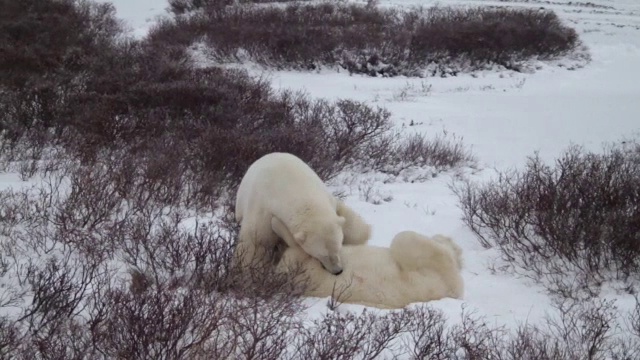 北极熊拳击-慢动作视频素材