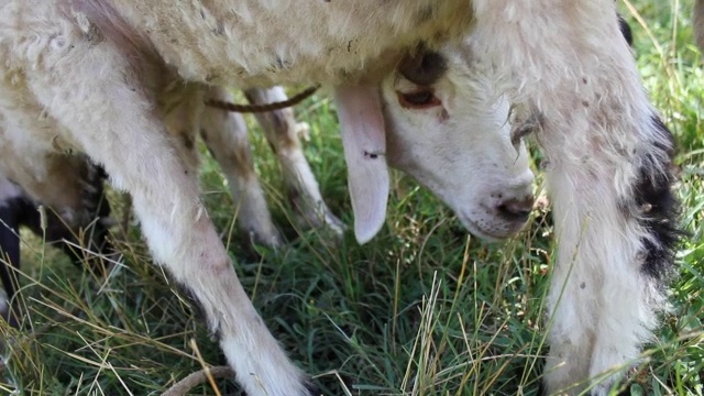 农场里的小羊视频下载