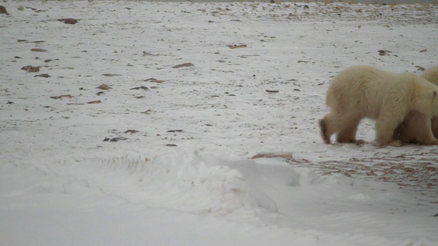 一只北极熊幼崽嗅着空气视频素材